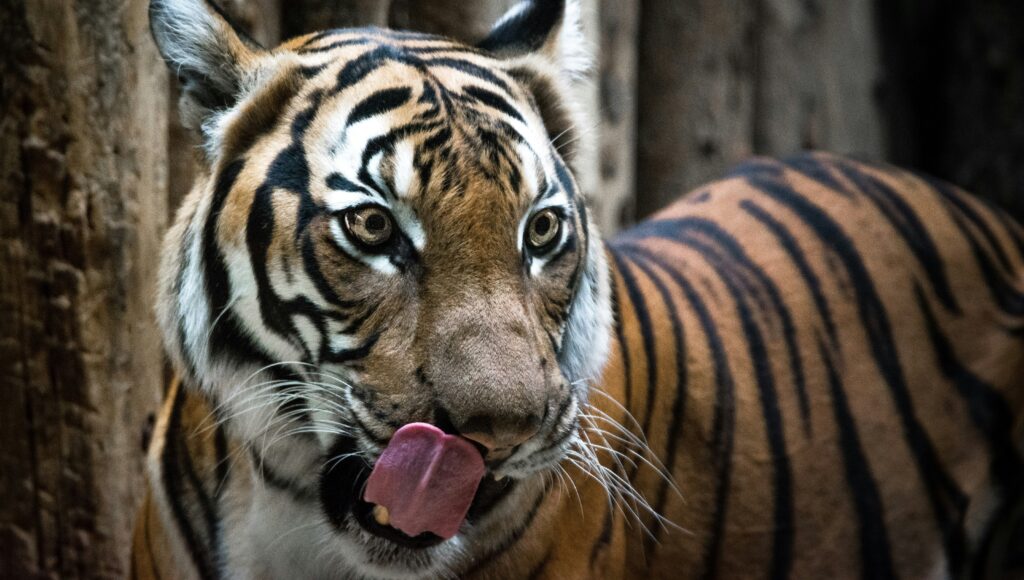 Foto van hongerige tijger van Lachlan Gowen op Unsplash