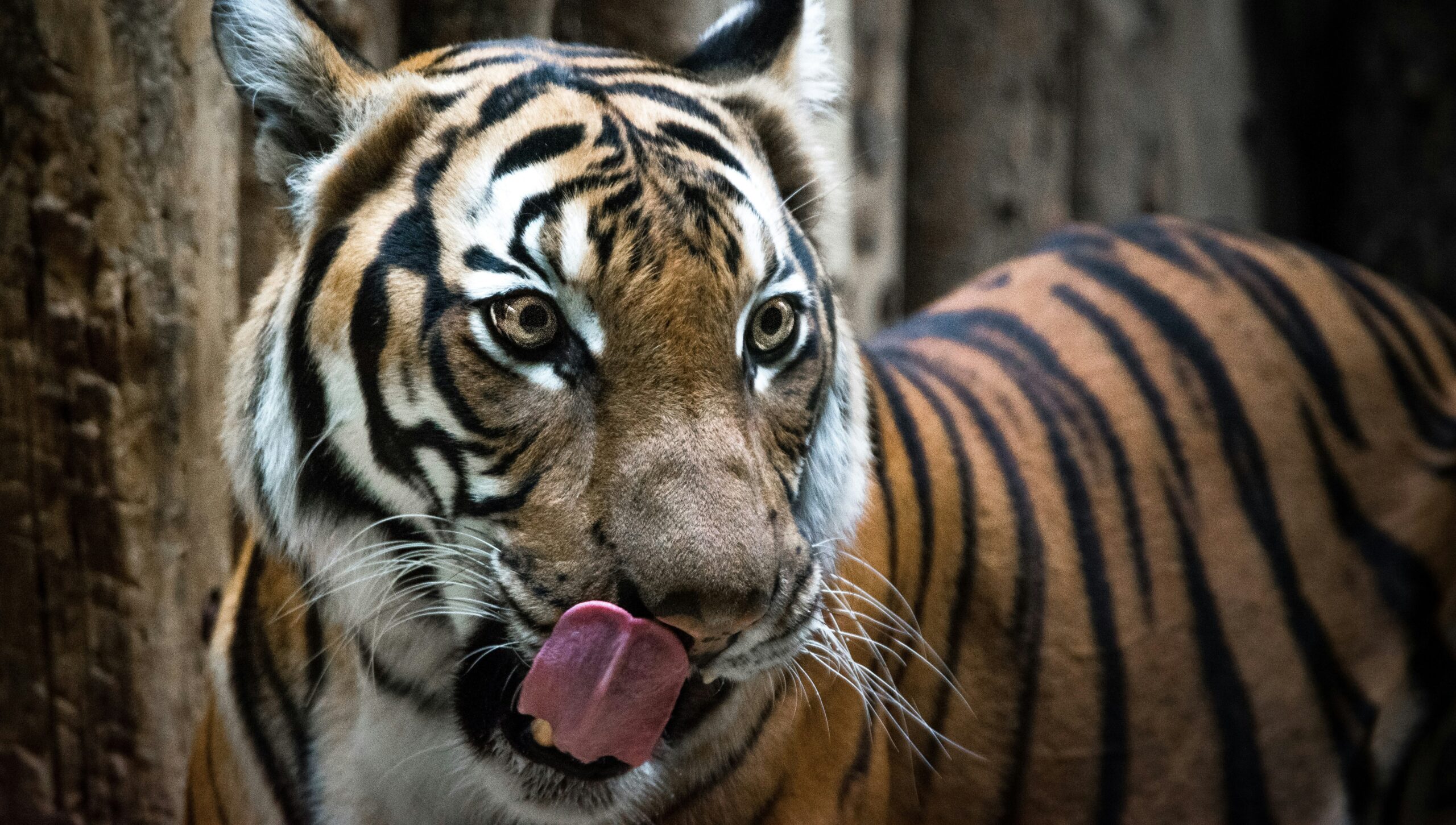 Foto van hongerige tijger van Lachlan Gowen op Unsplash